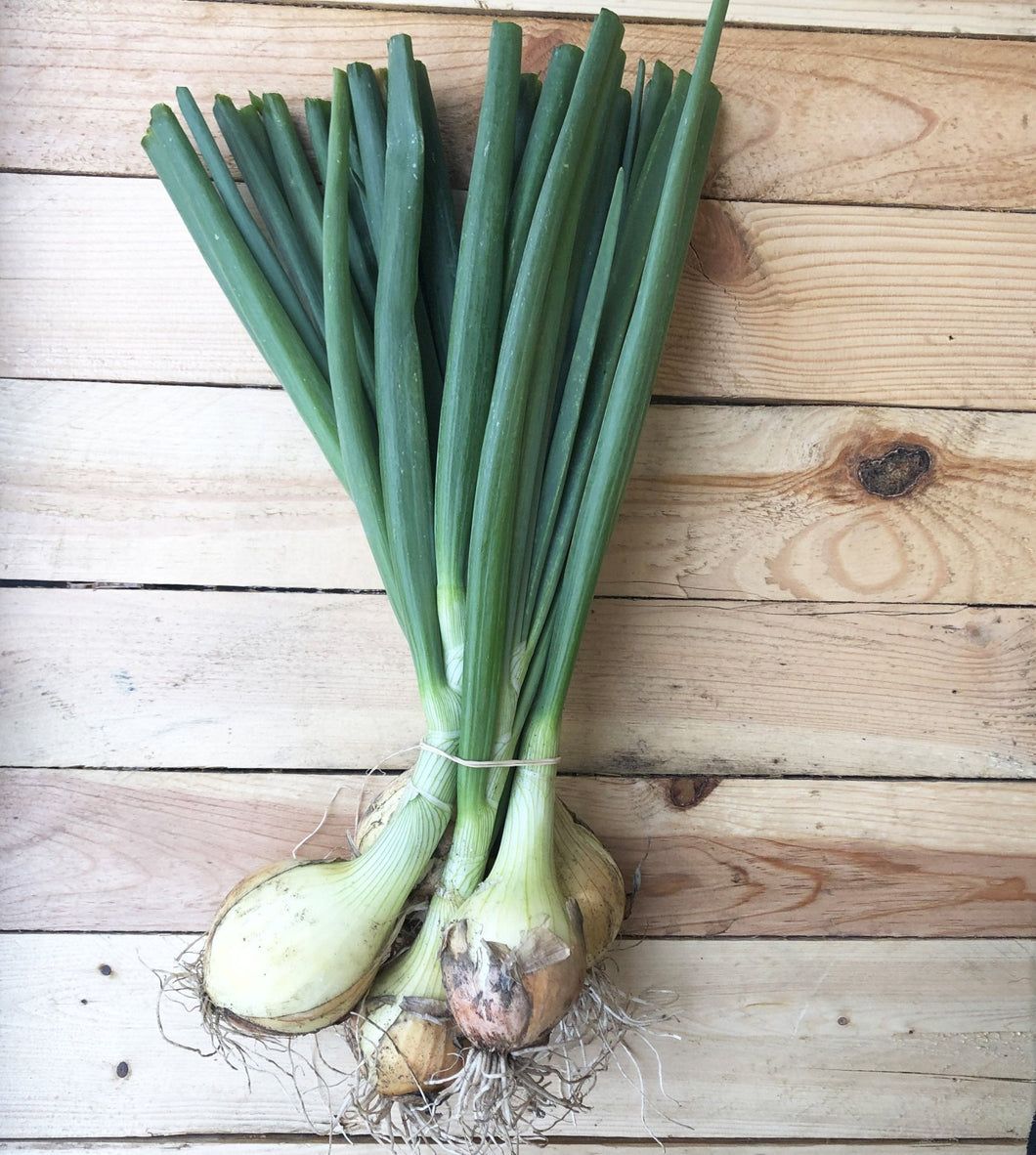 Onions Bunched - Organic Delivery Company