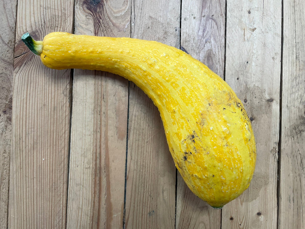 Squash Crooks Neck - Organic Delivery Company