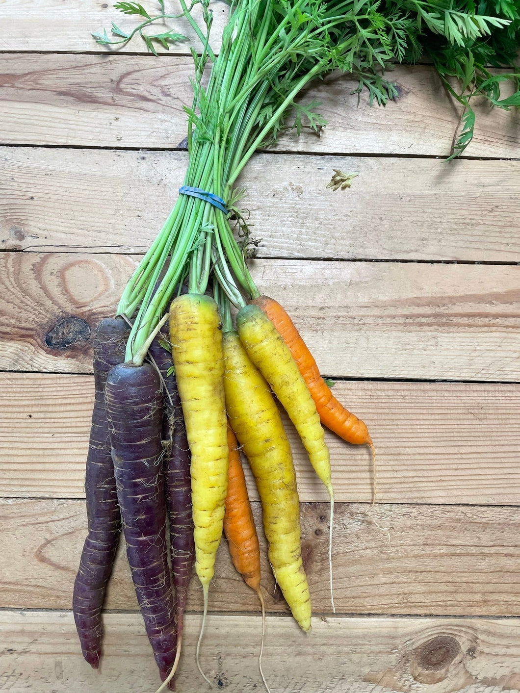 Carrots Rainbow Bunched - Organic Delivery Company