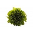 Lettuce (green) Bulk 12 pack - Organic Delivery Company
