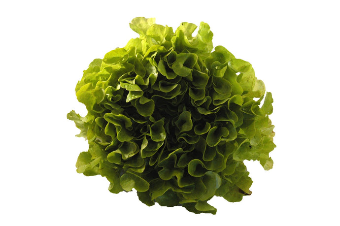 Lettuce Oakleaf - Green - Organic Delivery Company