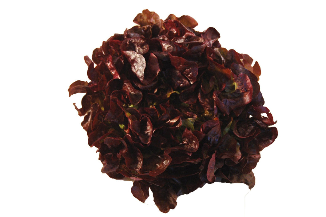 Lettuce Oakleaf - Red - Organic Delivery Company