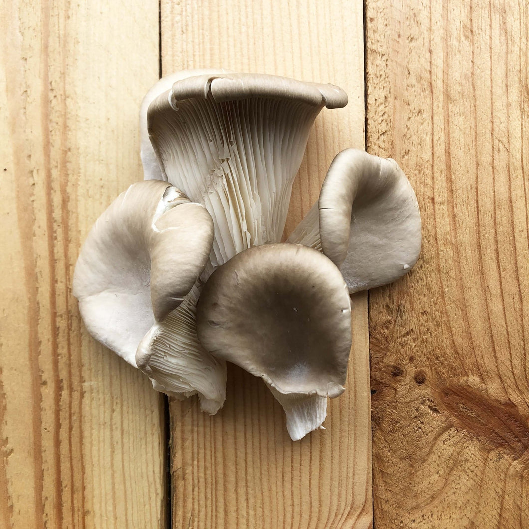 Oyster Mushrooms 125g - Organic Delivery Company